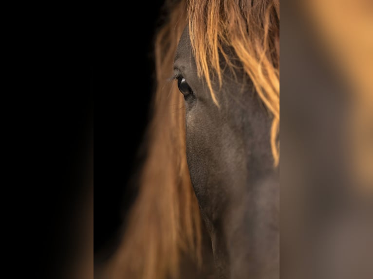 PRE Ruin 3 Jaar 165 cm Donkere-vos in Gefrees