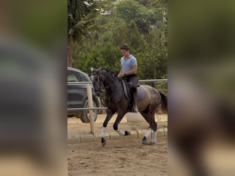 PRE Ruin 3 Jaar 166 cm Schimmel in Carmona