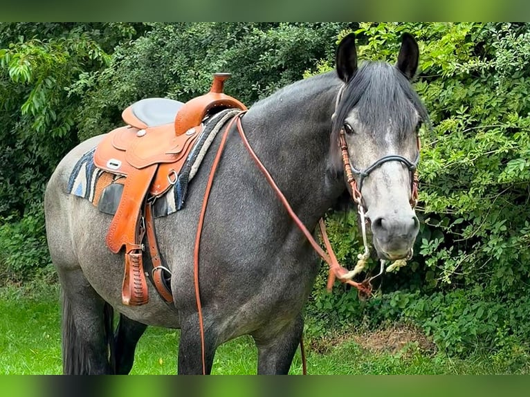 PRE Ruin 3 Jaar 166 cm Zwartschimmel in Kollow