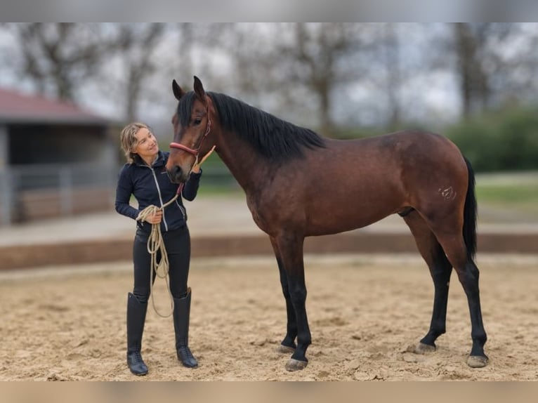 PRE Ruin 3 Jaar Bruin in Caumont