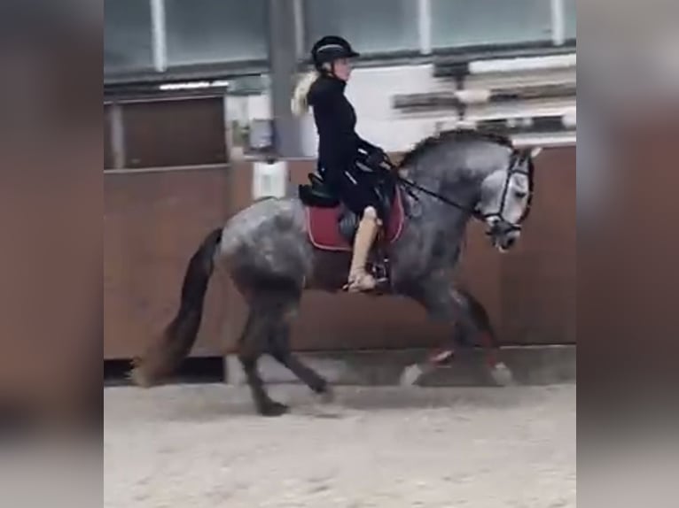 PRE Mix Ruin 4 Jaar 153 cm Schimmel in Überherrn