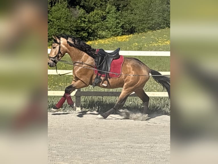 PRE Mix Ruin 4 Jaar 155 cm Falbe in Niederstaufen