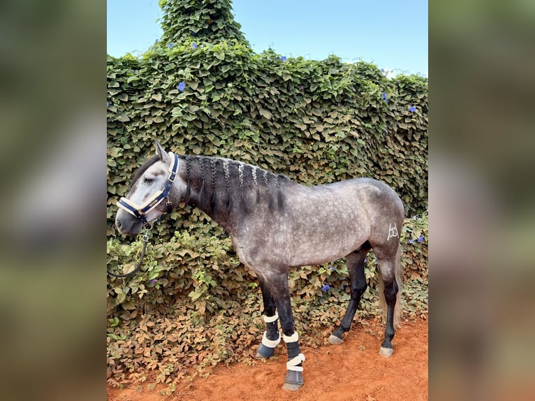 PRE Ruin 4 Jaar 156 cm Appelschimmel in Gandia