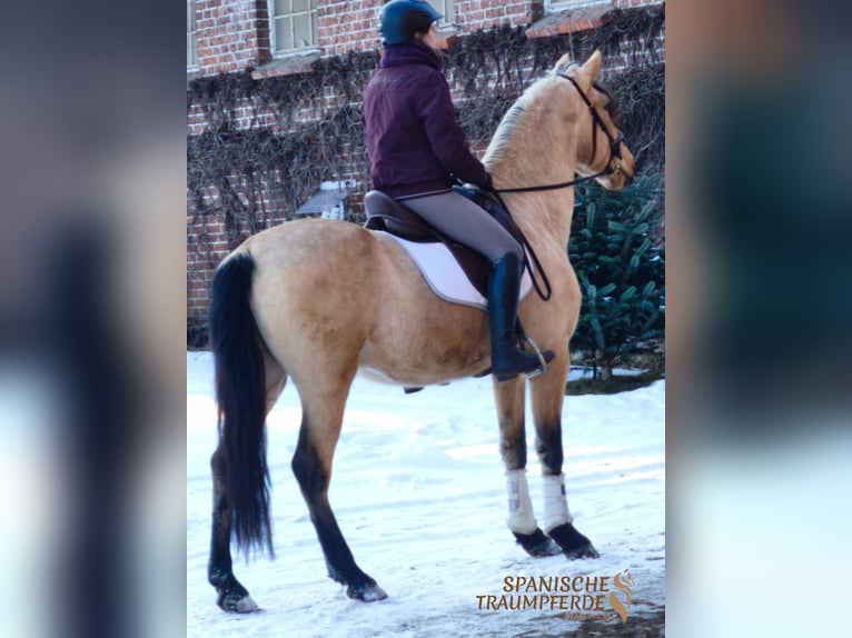 PRE Mix Ruin 4 Jaar 156 cm Falbe in Traventhal