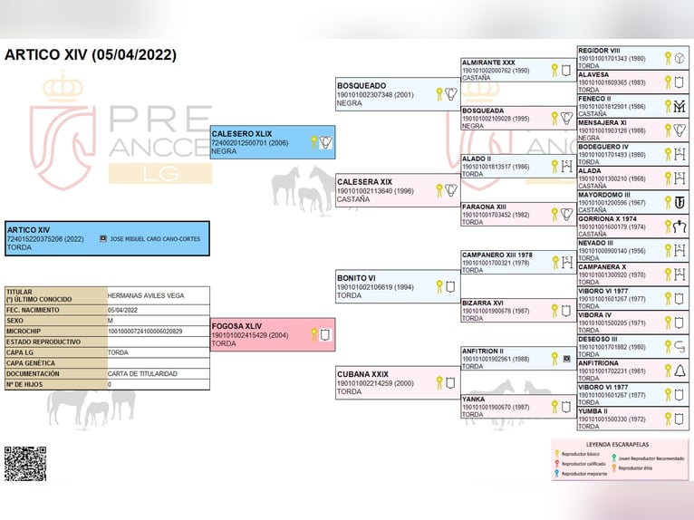 PRE Mix Ruin 4 Jaar 156 cm Schimmel in Wiebelsheim