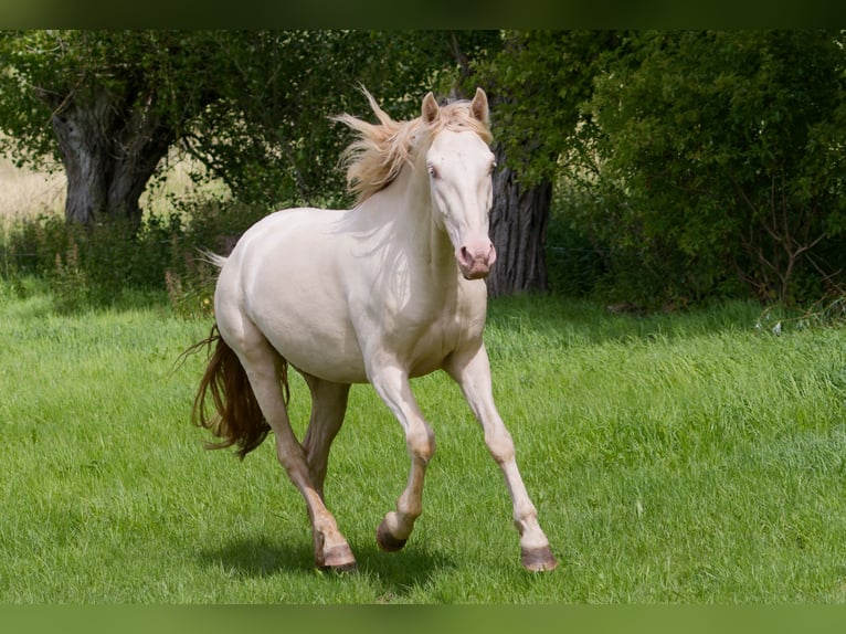 PRE Mix Ruin 4 Jaar 157 cm Cremello in Altkirchen