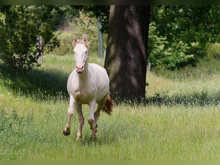 PRE Mix Ruin 4 Jaar 157 cm Cremello in Altkirchen