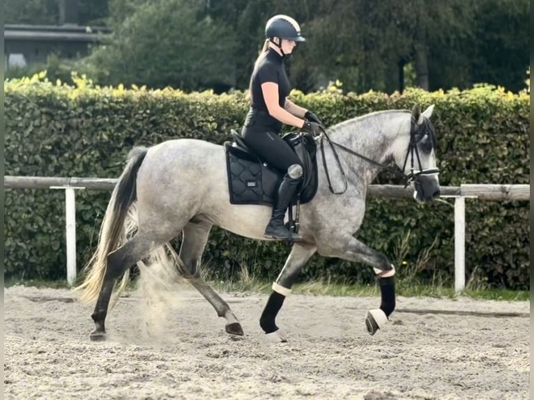 PRE Mix Ruin 4 Jaar 157 cm Schimmel in Neustadt (Wied)