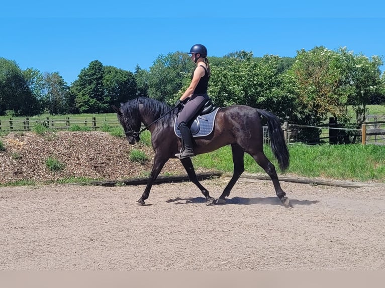 PRE Mix Ruin 4 Jaar 157 cm Zwart in Karlshuld