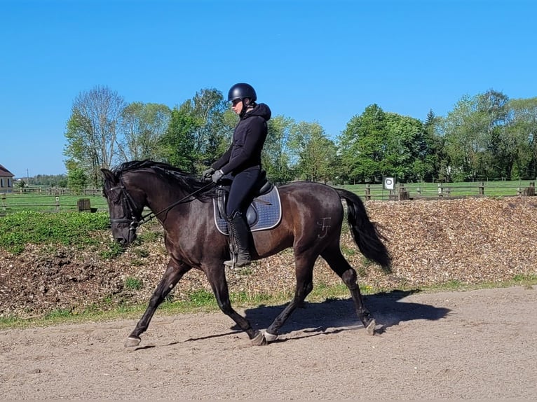 PRE Mix Ruin 4 Jaar 157 cm Zwart in Karlshuld