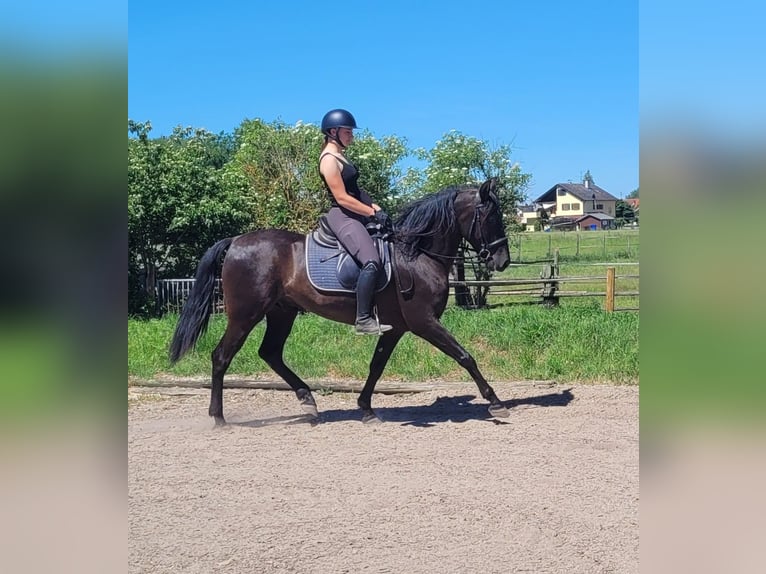 PRE Mix Ruin 4 Jaar 157 cm Zwart in Karlshuld