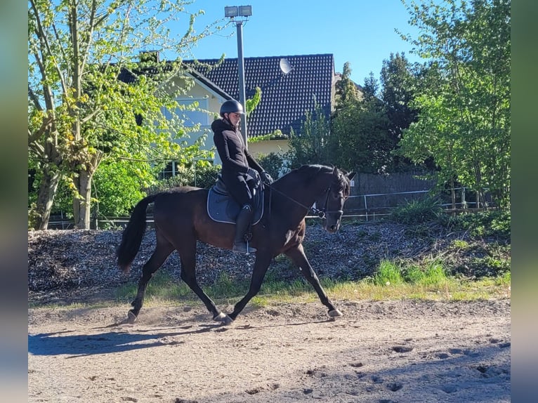 PRE Mix Ruin 4 Jaar 157 cm Zwart in Karlshuld