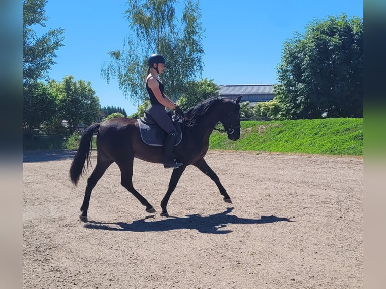 PRE Mix Ruin 4 Jaar 157 cm Zwart in Karlshuld