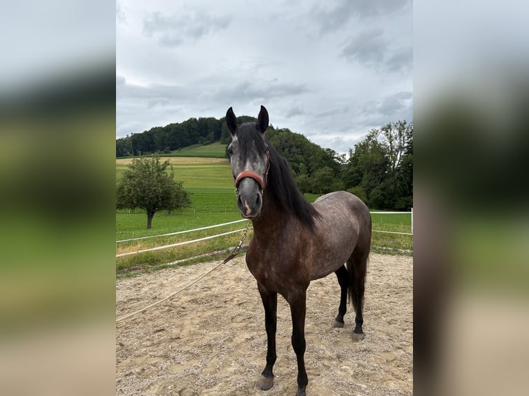 PRE Mix Ruin 4 Jaar 157 cm Zwartschimmel in Aeugst am Albis