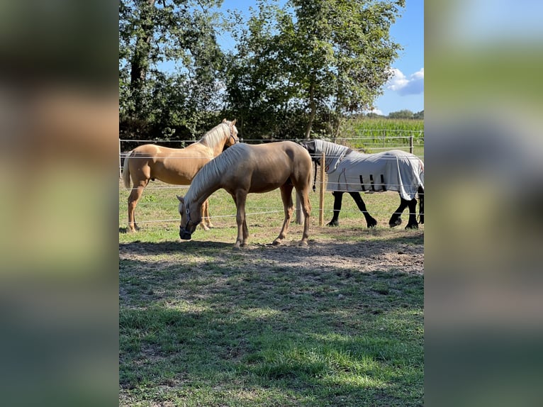 PRE Mix Ruin 4 Jaar 158 cm Palomino in Warendorf