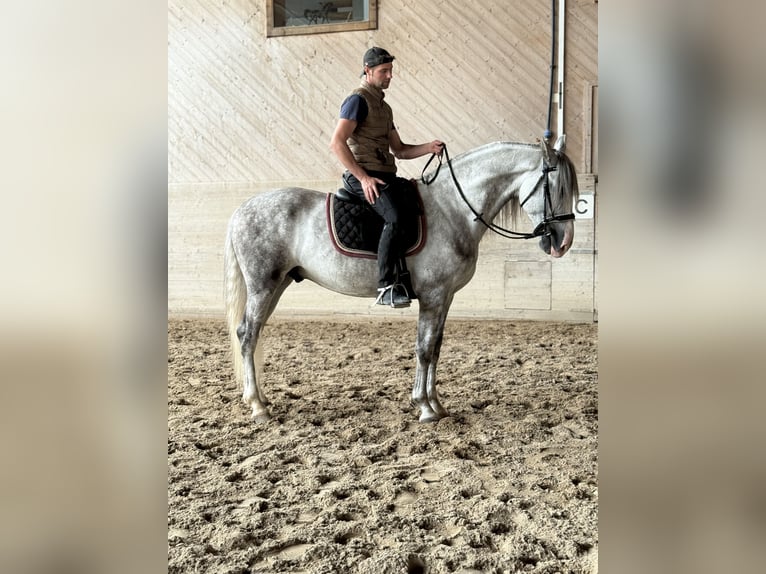 PRE Mix Ruin 4 Jaar 158 cm Schimmel in Aeugst am Albis