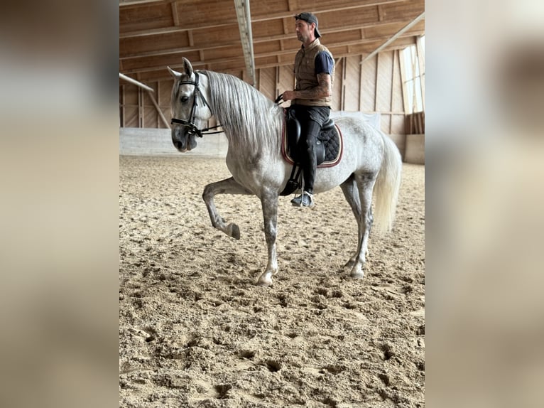 PRE Mix Ruin 4 Jaar 158 cm Schimmel in Aeugst am Albis