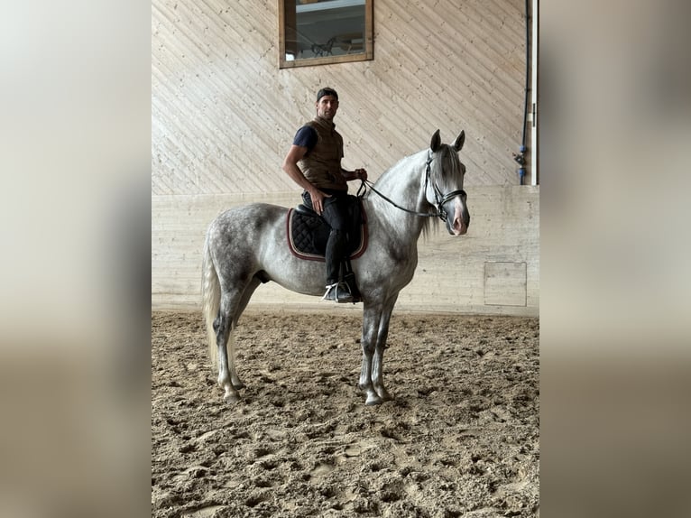 PRE Mix Ruin 4 Jaar 158 cm Schimmel in Aeugst am Albis