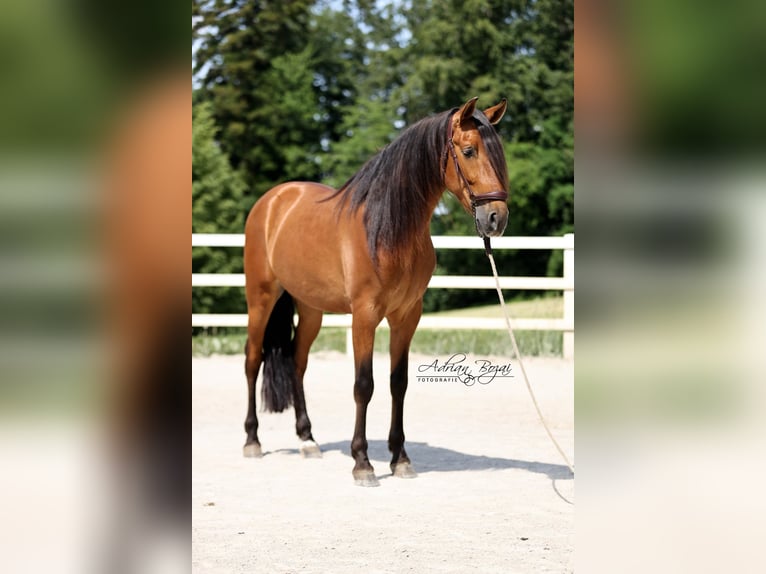 PRE Ruin 4 Jaar 160 cm Bruin in Niederstaufen