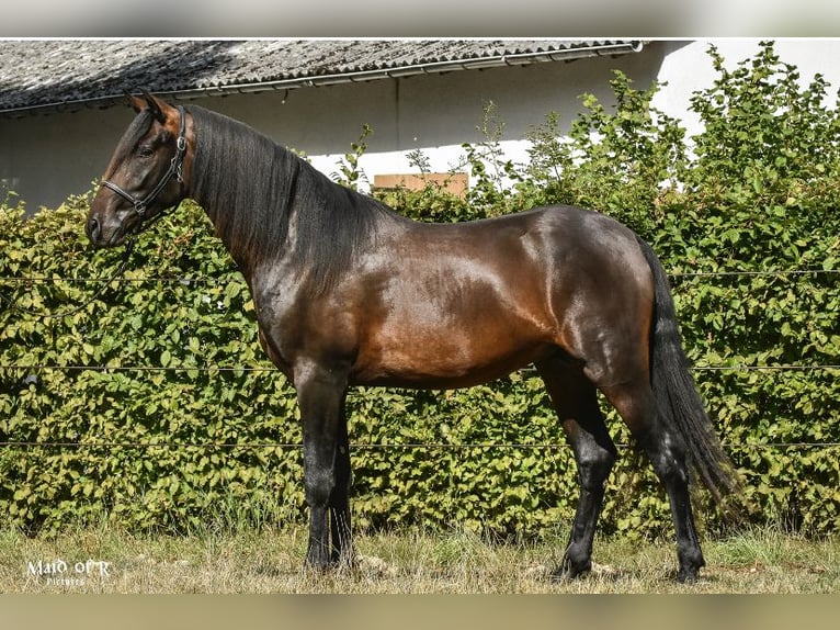 PRE Ruin 4 Jaar 160 cm Donkerbruin in Ruppichteroth