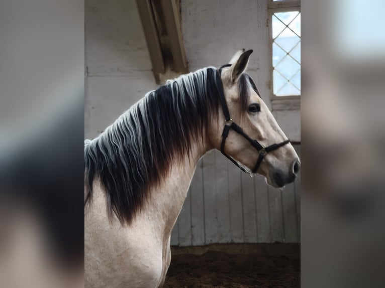 PRE Mix Ruin 4 Jaar 160 cm Falbe in Fahrenkrug