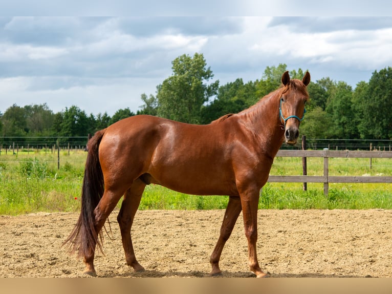 PRE Mix Ruin 4 Jaar 160 cm Vos in 9112