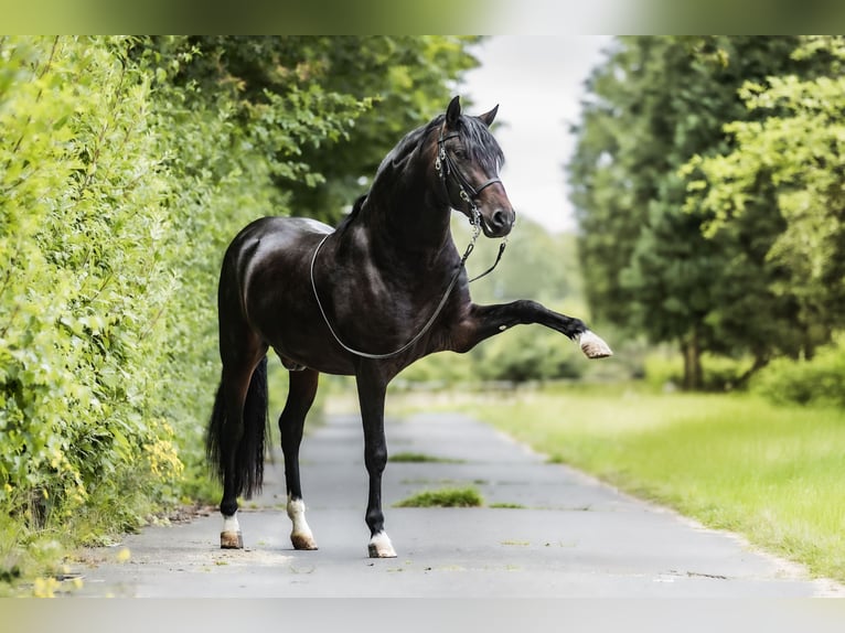 PRE Ruin 4 Jaar 160 cm Zwartbruin in Windhagen