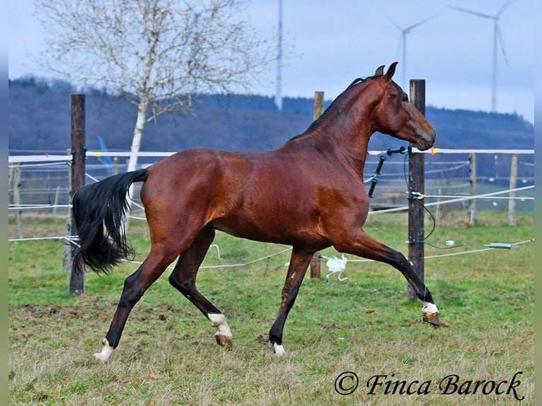 PRE Mix Ruin 4 Jaar 161 cm Bruin in Wiebelsheim