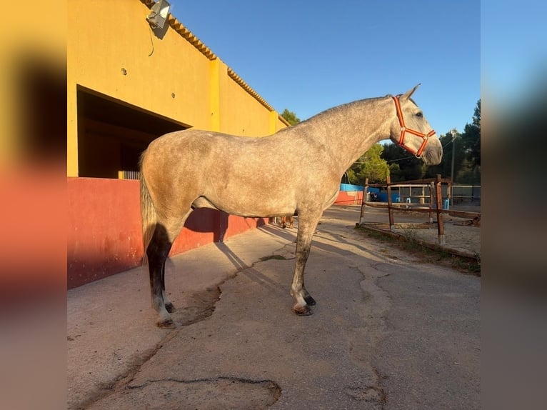 PRE Mix Ruin 4 Jaar 161 cm Schimmel in Terrassa