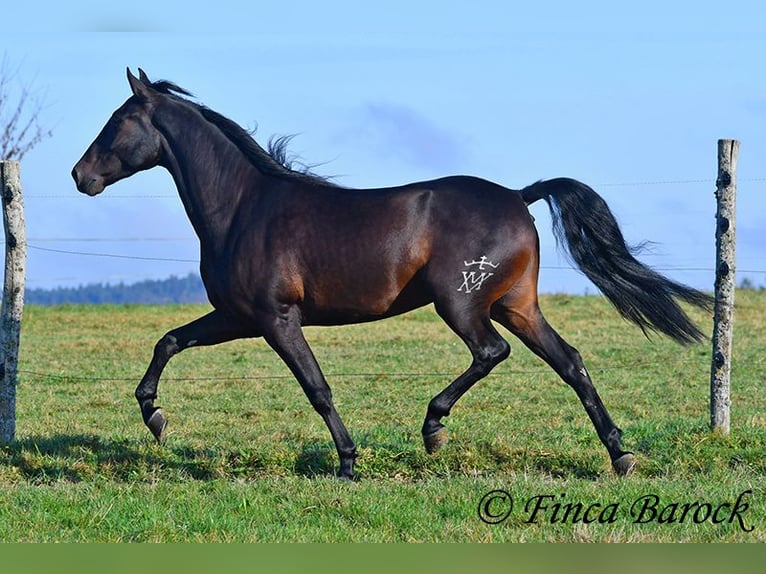 PRE Mix Ruin 4 Jaar 161 cm Zwartbruin in Wiebelsheim