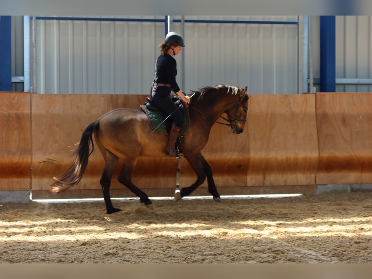 PRE Mix Ruin 4 Jaar 162 cm Brown Falb schimmel in Dirlewang