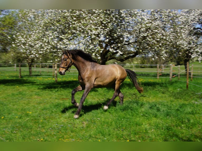 PRE Mix Ruin 4 Jaar 162 cm Brown Falb schimmel in Dirlewang