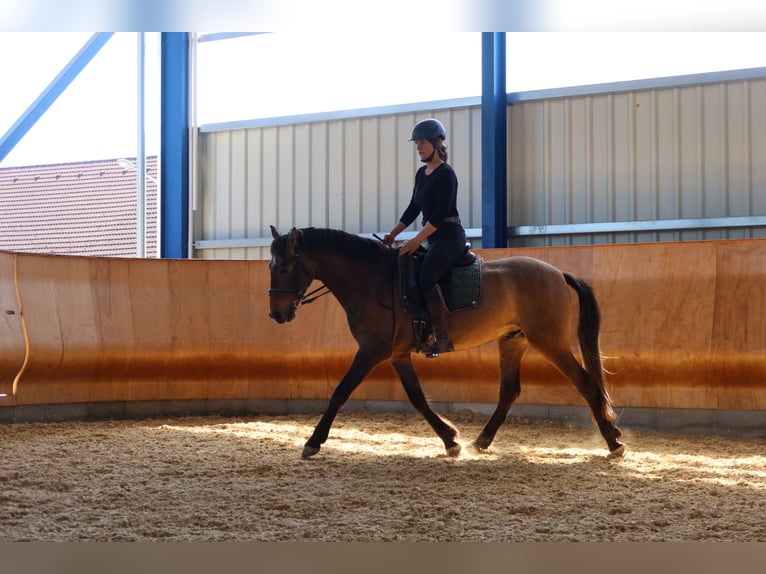 PRE Mix Ruin 4 Jaar 162 cm Brown Falb schimmel in Dirlewang