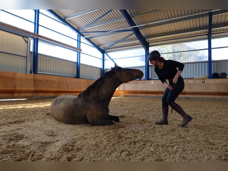 PRE Mix Ruin 4 Jaar 162 cm Brown Falb schimmel in Dirlewang