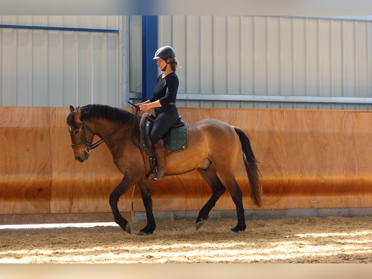 PRE Mix Ruin 4 Jaar 162 cm Brown Falb schimmel in Dirlewang