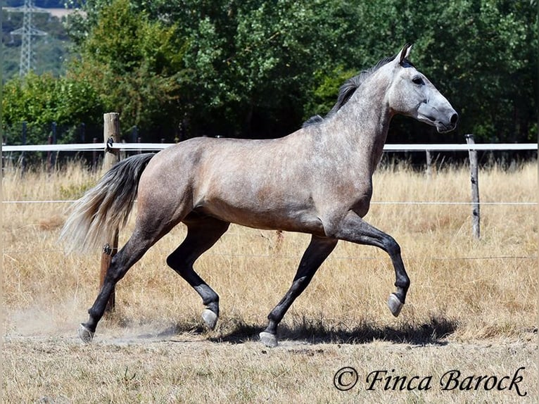 PRE Mix Ruin 4 Jaar 162 cm Schimmel in Wiebelsheim