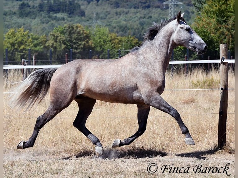 PRE Mix Ruin 4 Jaar 162 cm Schimmel in Wiebelsheim