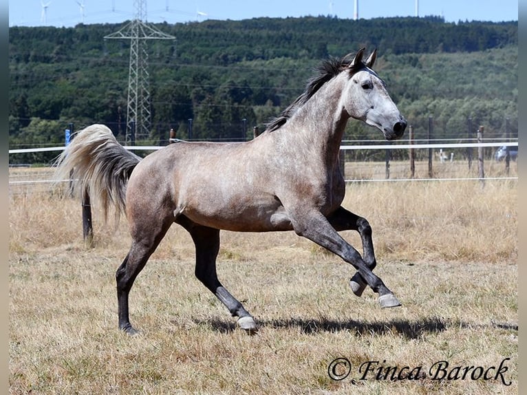 PRE Mix Ruin 4 Jaar 162 cm Schimmel in Wiebelsheim