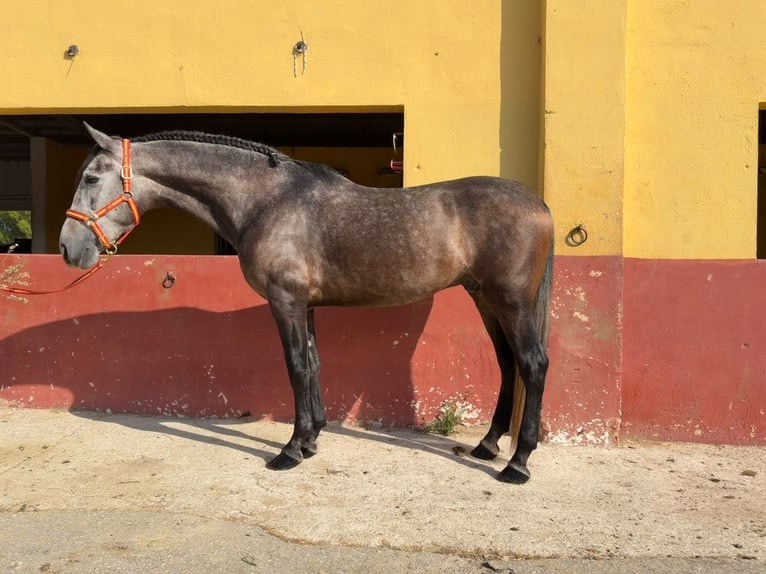 PRE Mix Ruin 4 Jaar 162 cm Schimmel in Terrassa