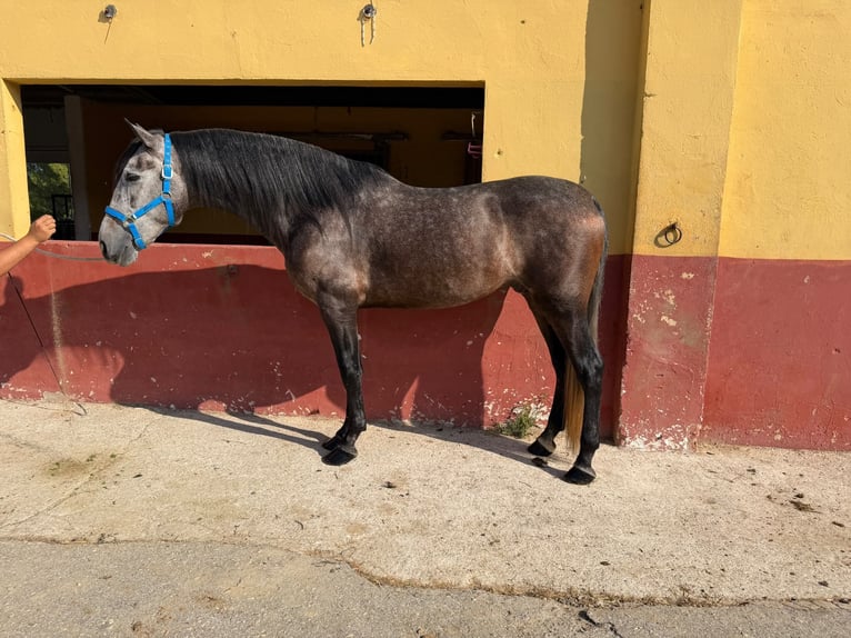 PRE Mix Ruin 4 Jaar 162 cm Schimmel in Terrassa