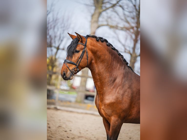 PRE Ruin 4 Jaar 163 cm Bruin in Poeldijk