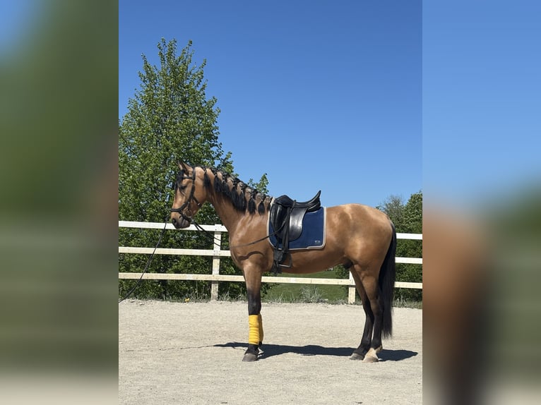 PRE Mix Ruin 4 Jaar 163 cm Falbe in Niederstaufen