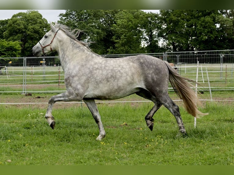 PRE Ruin 4 Jaar 163 cm Schimmel in Kollow