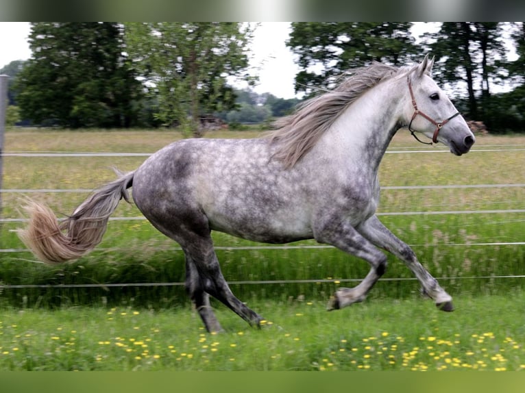 PRE Ruin 4 Jaar 163 cm Schimmel in Kollow