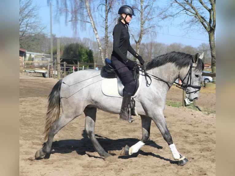 PRE Mix Ruin 4 Jaar 164 cm Schimmel in Neustadt (Wied)