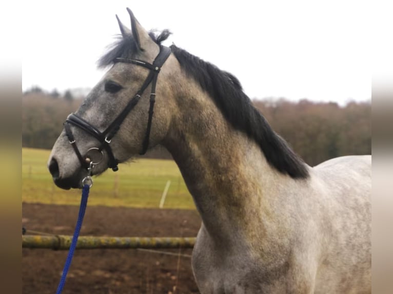 PRE Mix Ruin 4 Jaar 164 cm Schimmel in Neustadt (Wied)