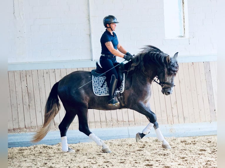 PRE Mix Ruin 4 Jaar 164 cm Schimmel in Warendorf