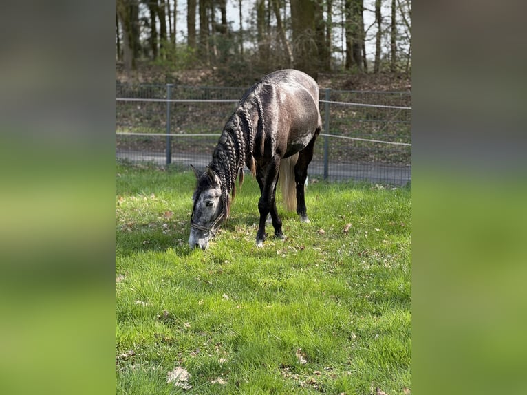 PRE Mix Ruin 4 Jaar 164 cm Schimmel in Warendorf