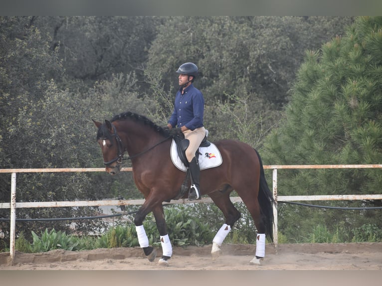 PRE Ruin 4 Jaar 165 cm Bruin in Sevilla