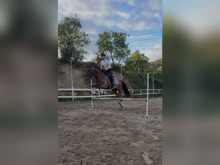 PRE Ruin 4 Jaar 165 cm Bruin in Sant Just Desvern